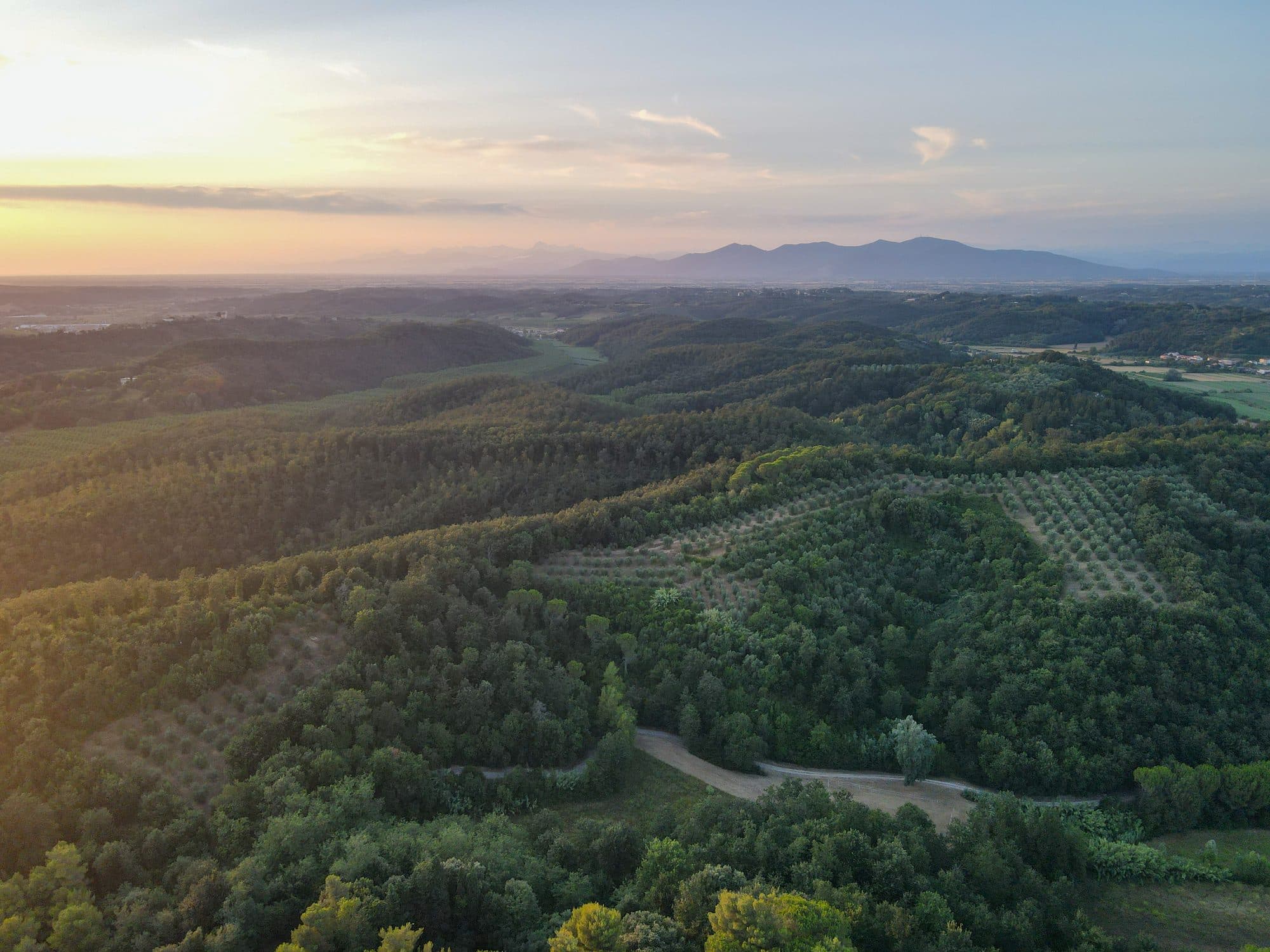 Aerial view of the grove on a hillside with a farmhouse on the ridge.